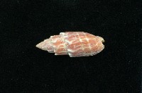 藏品(紅牙筆螺)的圖片